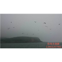 鸡鸣岛渔家乐 