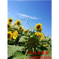 鸡鸣岛渔家乐