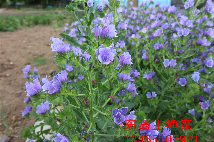 鸡鸣岛渔家乐