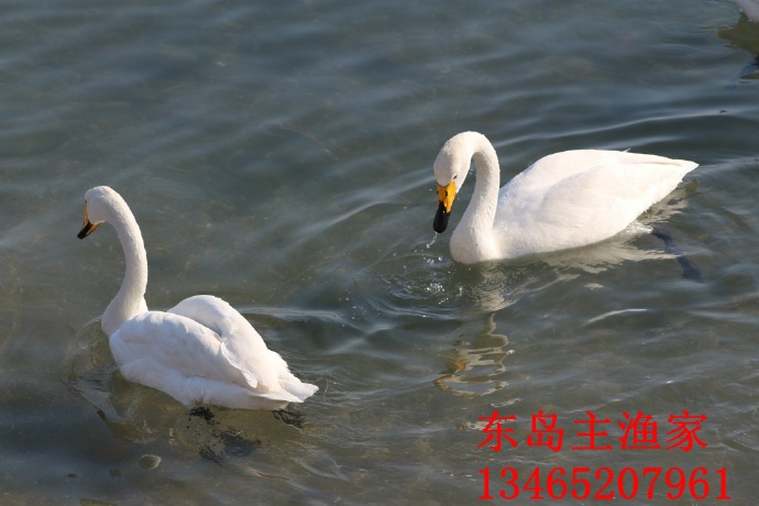 鸡鸣岛渔家乐 