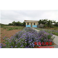 鸡鸣岛渔家乐