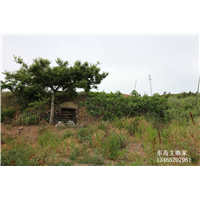 鸡鸣岛渔家乐