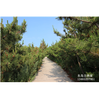 鸡鸣岛渔家乐