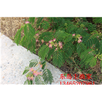 鸡鸣岛渔家乐