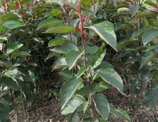 苹果苗|山东苹果苗|山东苹果苗价格 