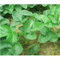 山东草莓苗批发价格|山东草莓苗种植基地 