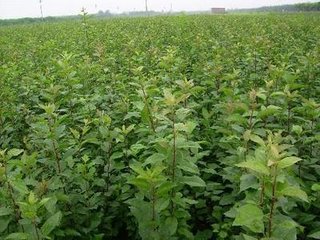 苹果苗|山东苹果苗|山东苹果苗价格 
