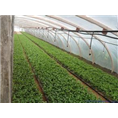 山东樱桃苗批发|山东樱桃苗种植基地 