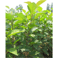 苹果苗|山东苹果苗|山东苹果苗价格 