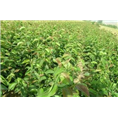 山东梨树苗批发价格|山东梨树苗供应基地 