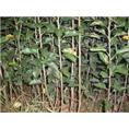 苹果苗|山东苹果苗|山东苹果苗价格 