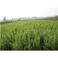 山东石榴苗批发|山东石榴苗种植基地 