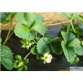 山东草莓苗批发价格|山东草莓苗种植基地 