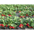 山东草莓苗批发价格|山东草莓苗种植基地 