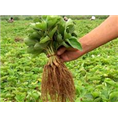 山东草莓苗批发价格|山东草莓苗种植基地 