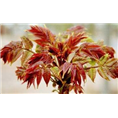 山东红油香椿苗批发|红油香椿苗价格 