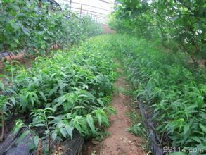 桃树苗|山东桃树苗|山东桃树苗价格 