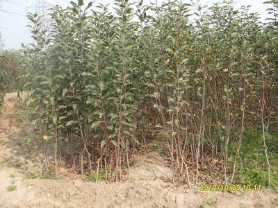 山东梨树苗批发价格|山东梨树苗供应基地 