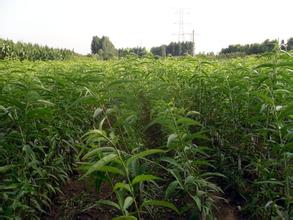桃树苗|山东桃树苗|山东桃树苗价格 