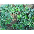 山东草莓苗批发价格|山东草莓苗种植基地 