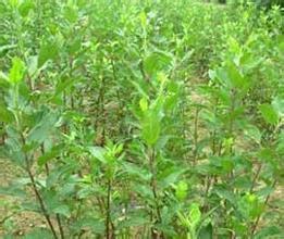 山东樱桃苗批发|山东樱桃苗种植基地 