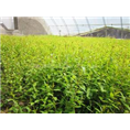 山东石榴苗批发|山东石榴苗种植基地 