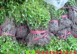 山东石榴苗批发|山东石榴苗种植基地 