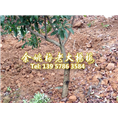 5公分东魁|东魁杨梅树 