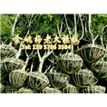 5公分荸荠苗|荸荠杨梅苗装车 