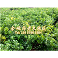 东魁一年生|东魁杨梅 
