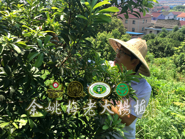 宁波市林特科技推广中心主任现场指导 