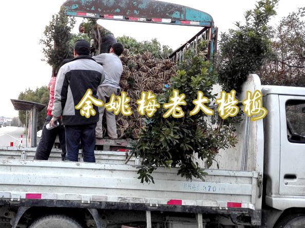 3公分荸荠苗|荸荠杨梅苗装车 