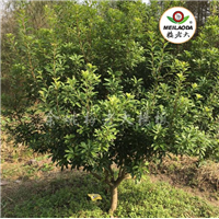 绿化工程杨梅树苗_梅老大杨梅苗_杨梅树基地 