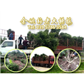 5公分荸荠苗|荸荠杨梅苗装车 