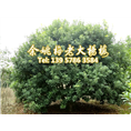 12公分荸荠苗|荸荠杨梅苗 