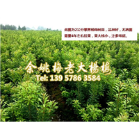 2公分荸荠苗|荸荠杨梅苗 