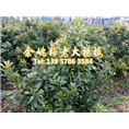 3公分东魁|东魁杨梅树 