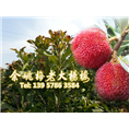6公分东魁杨梅 