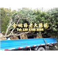 12公分荸荠苗|荸荠杨梅苗 