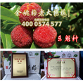 东魁一年生|东魁杨梅 