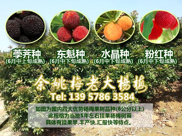 一年生荸荠品种|荸荠杨梅苗|荸荠品种杨梅 