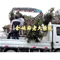 3公分荸荠苗|荸荠杨梅苗装车 