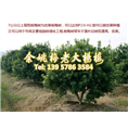 7公分荸荠苗|荸荠杨梅苗 