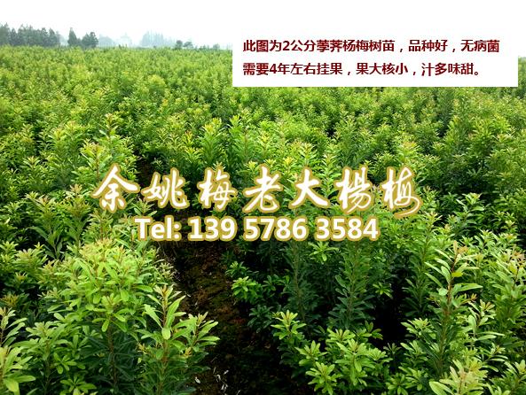 2公分荸荠苗|荸荠杨梅苗 