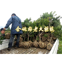 3公分荸荠苗|荸荠杨梅苗装车 