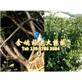 6公分荸荠苗|荸荠杨梅苗装车 