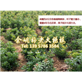 2公分东魁|东魁杨梅树 