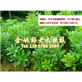 东魁一年生|东魁杨梅 