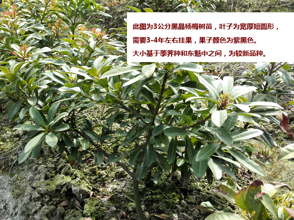 3公分黑晶杨梅|黑晶杨梅苗|浙江黑晶 