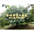 12公分荸荠苗|荸荠杨梅苗 